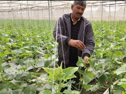 Rajasthan: झालावाड़ के इस किसान की है प्रेरणादायक कहानी, कम खर्च पर जमीन से उगा रहा मोटा मुनाफा