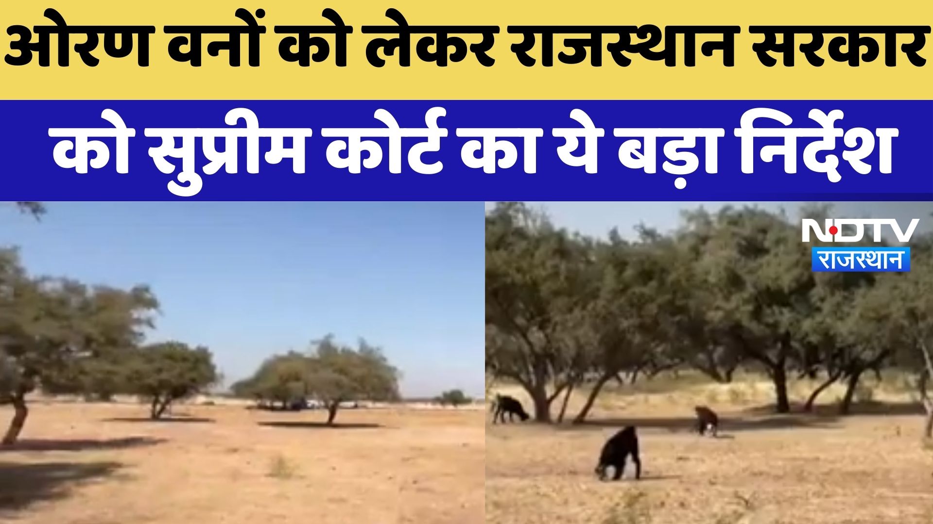 Jaisalmer News : ओरण वनों को लेकर Rajasthan Government को Supreme Court का ये बड़ा निर्देश