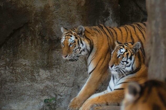 टेरिटोरियल फाइट्स के अलावा, मादा बाघिन को लेकर भी नर बाघों के बीच संघर्ष होता है.