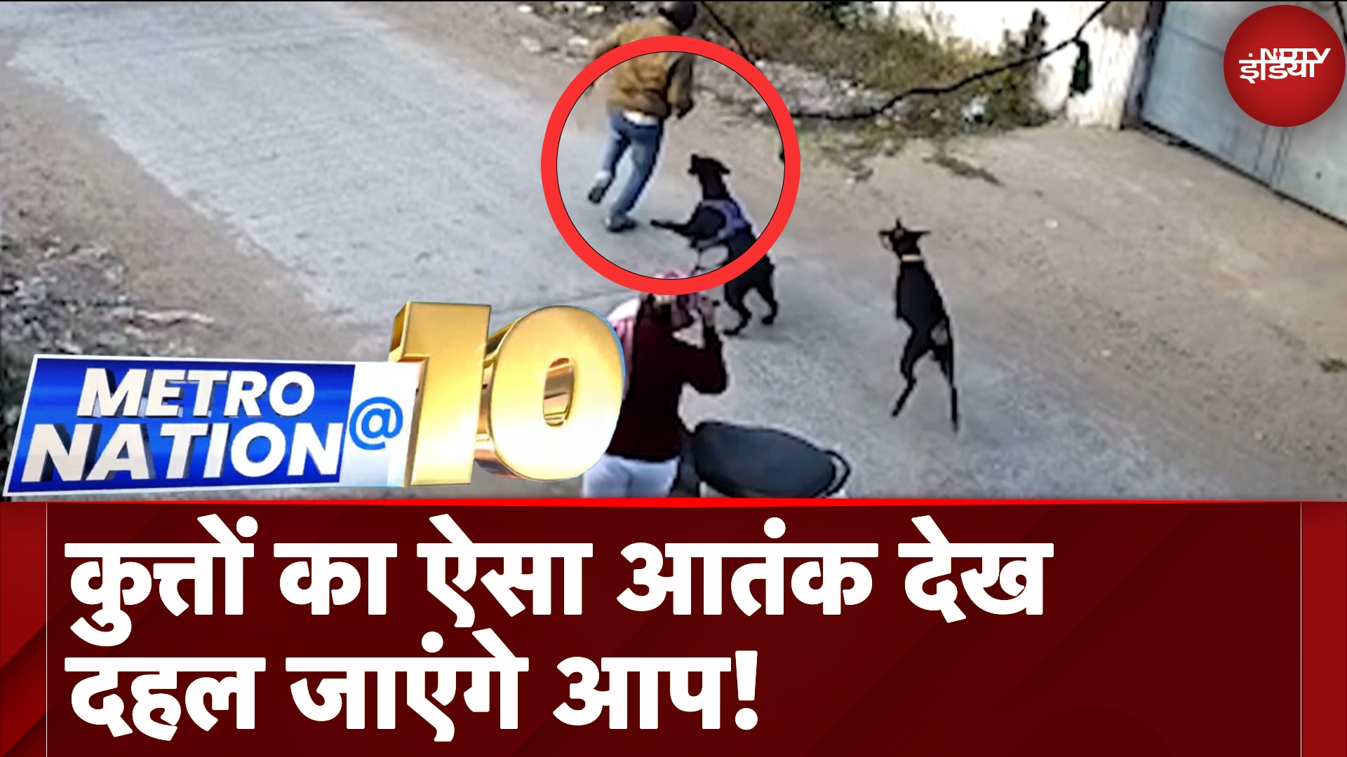 Stray Dog Attack: Madhya Pradesh के अलग-अलग शहरों में आवारा कुत्तों का आतंक, सुरक्षा में चूंक क्यों?