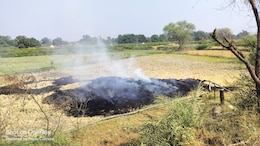 कृषि विभाग की एडवाइजरी, 'पराली जलाने की बजाय बढ़ाएं खेती की उत्पादकता'
