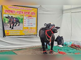 Worlds shortest buffalo: जगातली सर्वात बुटकी म्हैस, वैशिष्ट्य पाहून अवाक व्हाल