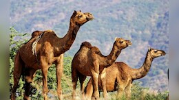 Rajasthan: ऊंटों को बचाने के लिए राजस्थान सरकार की नई योजना, ऊंटनी के प्रसव के वक्त मिलेंगे 20 हजार रुपये