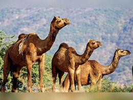 Rajasthan: ऊंटों को बचाने के लिए राजस्थान सरकार की नई योजना, ऊंटनी के प्रसव के वक्त मिलेंगे 20 हजार रुपये