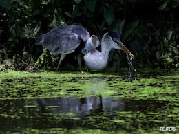 Brazil Heron Flies After Rescuers Remove Plastic Cup From Its Throat Brazil Heron Flies After Rescuers Remove Plastic Cup From Its Throat