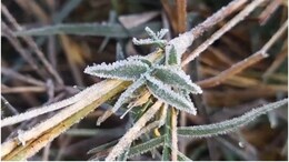 Rajasthan Weather: राजस्&zwj;थान में जमने लगी ओस की बूंदें, माइनस में पहुंचा सीकर का तापमान; जानें अपने ज&zwj;िले का हाल