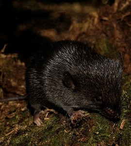 Amphibious Mouse' Among 27 New Species Discovered In Peru's Amazon