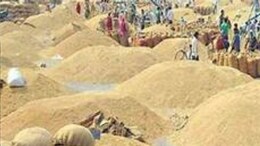 Dhan Kharidi: MP में आज से धान खरीदी शुरू, किसानों को मिलेगा उपज का इतना दाम
