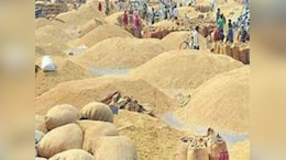 CG Dhan Kharidi: पिछले साल का टूटा रिकॉर्ड, धान खरीदी का आंकड़ा 145 लाख मीट्रिक टन के पार, जानें किसानों के खाते में कितने रुपये भेजे गए
