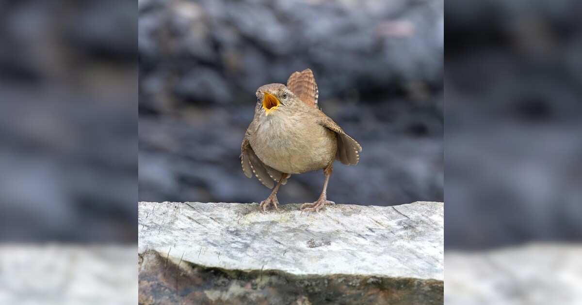 Bird Sounds And What They Mean