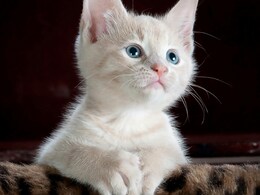Do Cats Have 'Friends' Or They Compete For Territory? Animal Experts Say... Do Cats Have 'Friends' Or They Compete For Territory? Animal Experts Say...