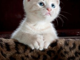Why Some Cats Trigger Allergies More Than Others Why Some Cats Trigger Allergies More Than Others