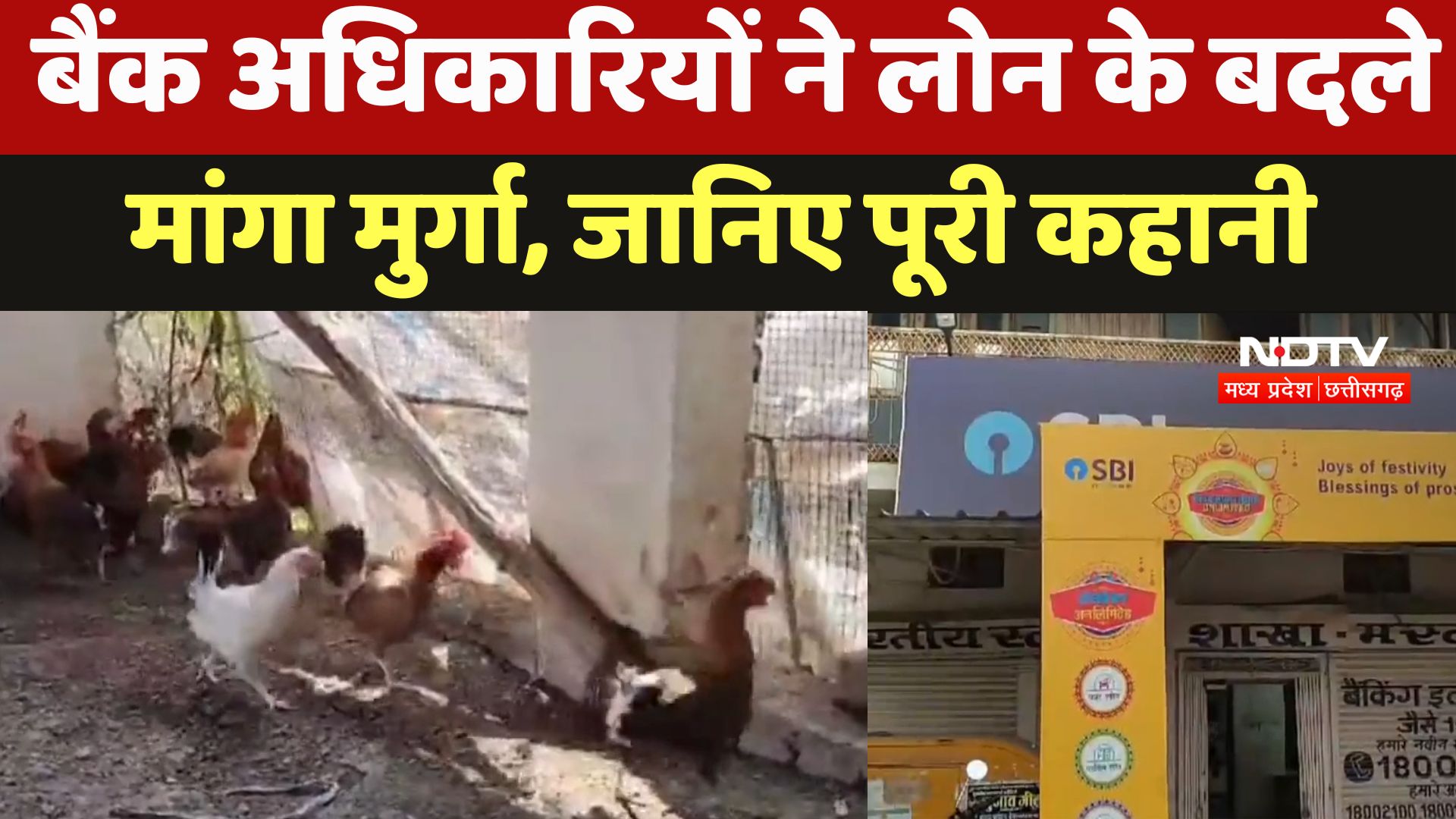 Bilaspur News : बैंक अधिकारियों ने लोन के बदले मांगा मुर्गा, जानिए पूरी कहानी