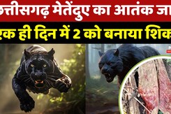 Chhattisgarh Panther Attack: छत्तीसगढ़ मे तेंदुए का आतंक जारी एक ही दिन में 2 को बनाया शिकार