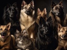 Rajasthan: व‍िदेशी कुत्‍तों पर लगाया सट्टा, पुल‍िस ने 81 लोगों को क‍िया ग‍िरफ्तार 