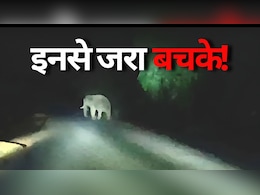 CG Elephants: खत्म नहीं हुआ है हाथियों का आतंक! महासमुंद से गरियाबंद की ओर बढ़ रहा दंतैल हाथी, 20 गांव हाई अलर्ट पर...