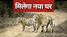 Tiger Relocation: अब छत्तीसगढ़, राजस्थान और ओडिशा में भी सुनाई देगी MP के बाघों की दहाड़, जानिए क्या है मोहन सरकार का फैसला