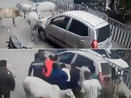 कार के नीचे घसिट रहा था बछड़ा, गायों ने दौड़कर घेरी गाड़ी, देखें फिर क्या हुआ