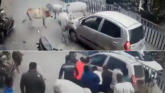 कार के नीचे घसिट रहा था बछड़ा, गायों ने दौड़कर घेरी गाड़ी, देखें फिर क्या हुआ