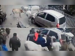 VIDEO: कार ने मारी बछड़े को टक्कर, गायों ने भागकर घेरा, देखें फिर क्या हुआ