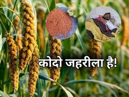 कोदो खाने वाले हो जाएं सावधान! 10 हाथी की मौत के बाद फिर 6 लोग हुए बीमार कोदो खाने वाले हो जाएं सावधान! 10 हाथी की मौत के बाद फिर 6 लोग हुए बीमार