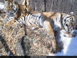 Siberian Tiger Travels 200 Km Across Russian Forest To Reunite With Former Mate Siberian Tiger Travels 200 Km Across Russian Forest To Reunite With Former Mate