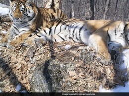 प्यार को पाने के लिए 200 किमी दौड़ा बाघ, दिल पिघला देगी इनके 10 साल के बिछड़न की अनोखी कहानी