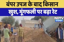 Churu News: बंपर उपज के बाद किसान खुश, मूंगफली पर बढ़ा रेट Churu News: बंपर उपज के बाद किसान खुश, मूंगफली पर बढ़ा रेट