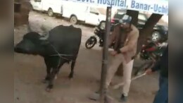 भैंस किसकी? सबूत के लिए पाड़ो ने दी गवाही, तब थाने से रिहा हुए तीन भैंस, वीडियो हुआ वायरल