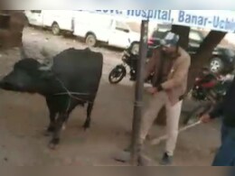 भैंस किसकी? सबूत के लिए पाड़ो ने दी गवाही, तब थाने से रिहा हुए तीन भैंस, वीडियो हुआ वायरल भैंस किसकी? सबूत के लिए पाड़ो ने दी गवाही, तब थाने से रिहा हुए तीन भैंस, वीडियो हुआ वायरल