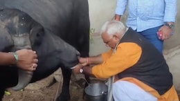 Rajasthan Politics: राजसमंद दौरे पर गए मंत्री निकालने लगे भैंस का दूध, जवाहर सिंह बेढम का वीडियो वायरल
