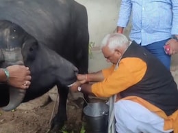 Rajasthan Politics: राजसमंद दौरे पर गए मंत्री निकालने लगे भैंस का दूध, जवाहर सिंह बेढम का वीडियो वायरल Rajasthan Politics: राजसमंद दौरे पर गए मंत्री निकालने लगे भैंस का दूध, जवाहर सिंह बेढम का वीडियो वायरल