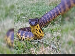 Video: Deadly Tiger Snake Discovered Under Child's Toy In Melbourne Home Video: Deadly Tiger Snake Discovered Under Child's Toy In Melbourne Home