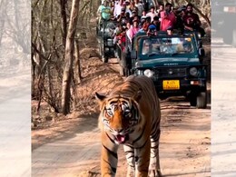 रणथम्भौर टाइगर रिजर्व ही नहीं, ये हैं सवाई माधोपुर के 5 गौरव; जानें सबकी खासियत रणथम्भौर टाइगर रिजर्व ही नहीं, ये हैं सवाई माधोपुर के 5 गौरव; जानें सबकी खासियत