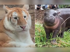 इन जानवरों ने भी साल 2024 में सोशल मीडिया पर खूब लूटीं सुर्खियां, मू डेंग से लेकर एवा तक ये बने लोगों के फेवरेट