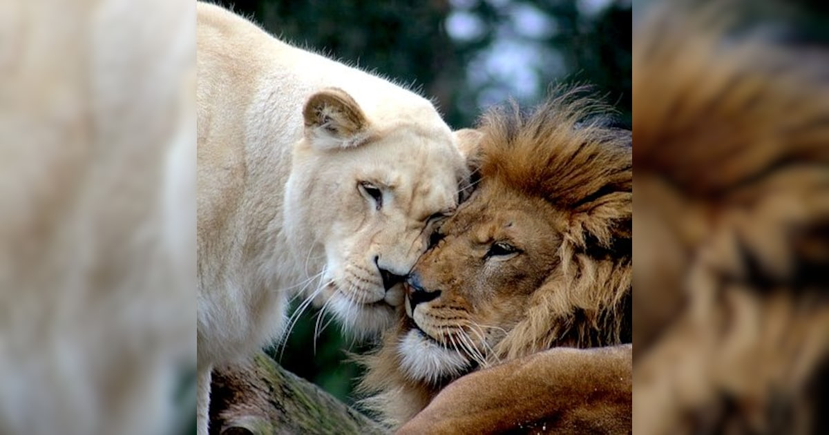 Different Mating Habits Of Animals