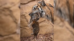 Mother Tigress Accidentally Kills Her Cub In Bengal Zoo