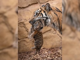 Mother Tigress Accidentally Kills Her Cub In Bengal Zoo Mother Tigress Accidentally Kills Her Cub In Bengal Zoo