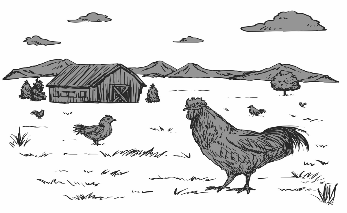 Kadaknath: अब बड़े शहरों में भी होगा कड़कनाथ पालन, MP सरकार दे रही है किसानों व पशुपालकों को अनुदान