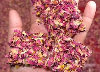 Viral Video: Delhi Sweet Shop Gives Gajak A Unique Makeover With Rose Petals Viral Video: Delhi Sweet Shop Gives Gajak A Unique Makeover With Rose Petals