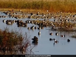 Watch: Birds React To 7.0 Earthquake In Northern California Watch: Birds React To 7.0 Earthquake In Northern California