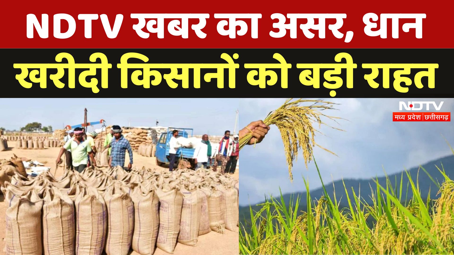 Dhan Kharidi in MP: NDTV खबर का असर, मझगवां धान खरीदी केंद्र फतेहपुर ट्रांसफर किया गया
