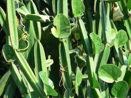 Hadjod Ke Fayde: टूटी हड्डियों को पल भर में जोड़ देती है यह औषधि, शरीर के हर दर्द का है रामबाण इलाज