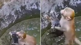 कुएं में गिरी बिल्ली को देख उमड़ी बंदर की ममता, कुछ इस तरह किया रेस्क्यू, देखने लायक है ये Video