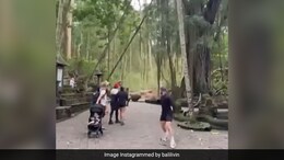 Video: Two Tourists Die After Massive Tree Collapses In Bali's Monkey Forest