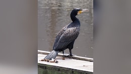 Bird Poop May Help Stop The Next Flu Pandemic. Here's How