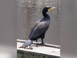 Bird Poop May Help Stop The Next Flu Pandemic. Here's How