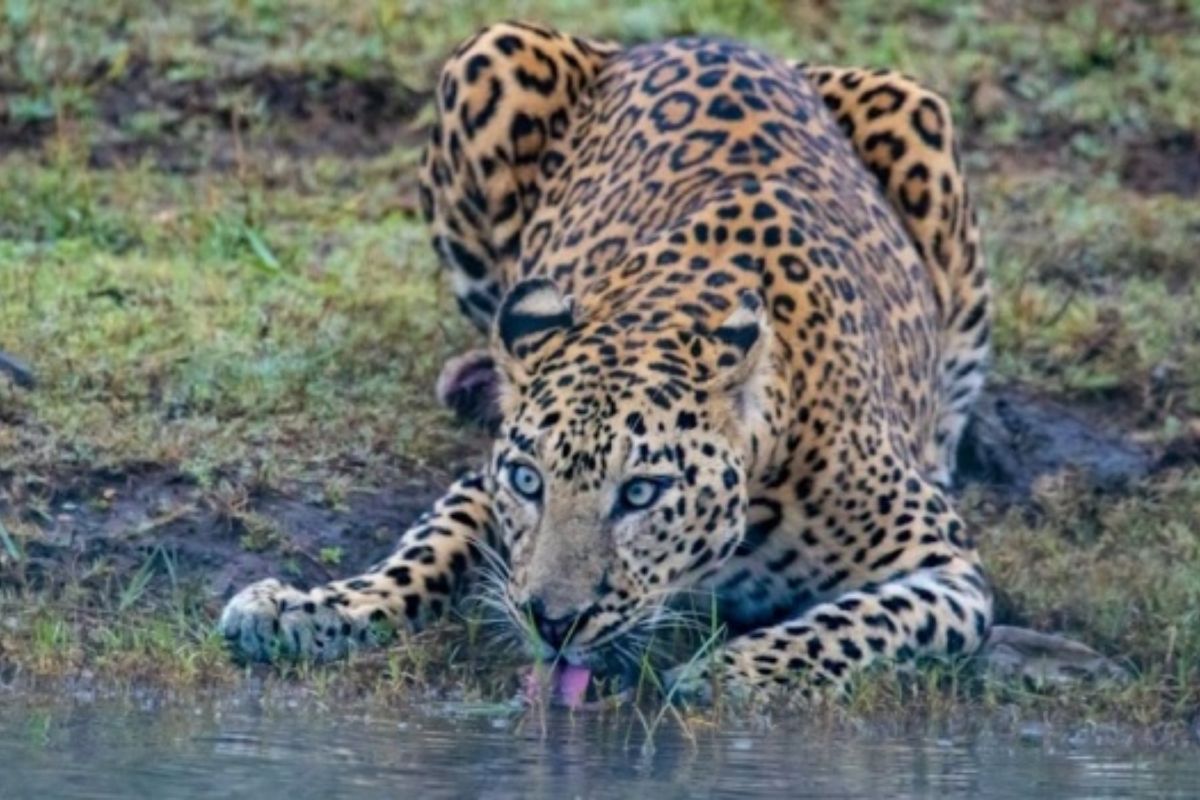 उदयपुर में फिर पैंथर की दहशत, सलूंबर में ग्रामीणों और तेंदुए का हुआ आमना-सामना, पिंजरा लगाने की मांग