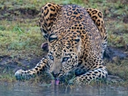 Katrina vicky Anniversary: स्टार कपल ने अपनी शादी की सालगिरह के लिए चुना जवाई लेपर्ड कंजर्वेशन, जानिए क्यों खास है 'तेंदुओं का ये घर'