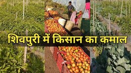 शिवपुरी के दो भाईयों ने लगाया गजब का दिमाग! अब इस सब्जी की खेती से हो रही करोड़ों की कमाई